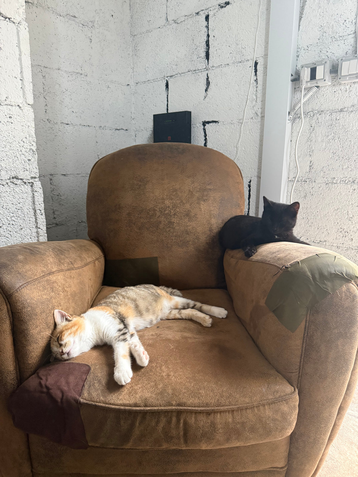 Adopt Bello Remotely – The kitten saved by two tourists