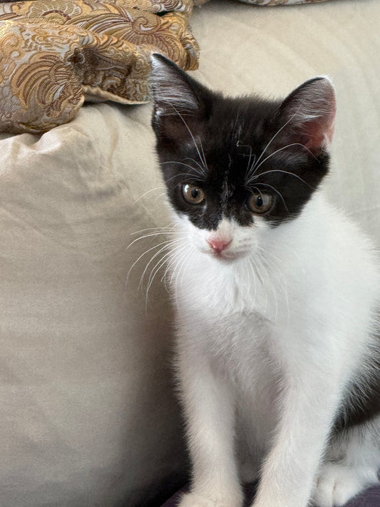 Adozione a Distanza di Desy – Regala una Casa e un Futuro a una Gattina Salvata