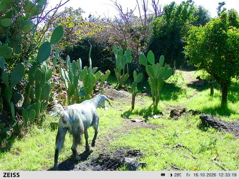 Adopt Bello Remotely – The kitten saved by two tourists