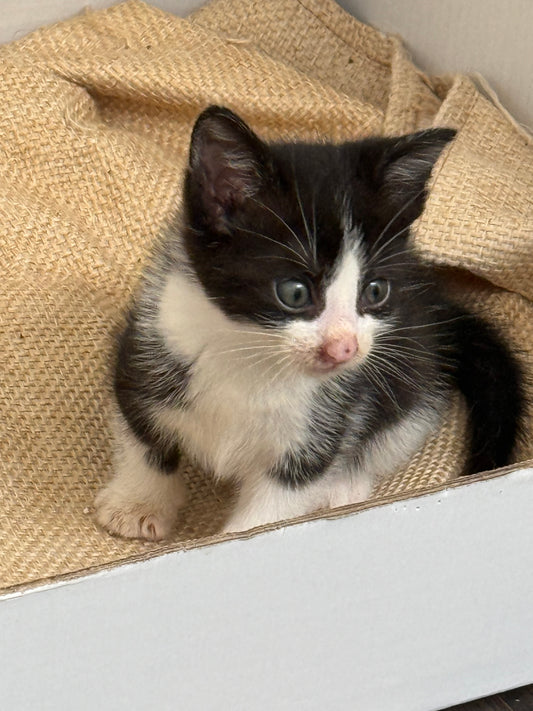 Adozione a Distanza di Lucy – Regala una Casa e un Futuro a una Gattina Salvata