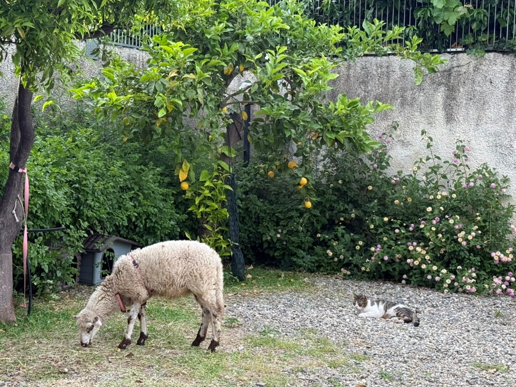 Gatti liberi che convivono con una pecora e cani, simbolo di convivenza tra esseri umani e animali
