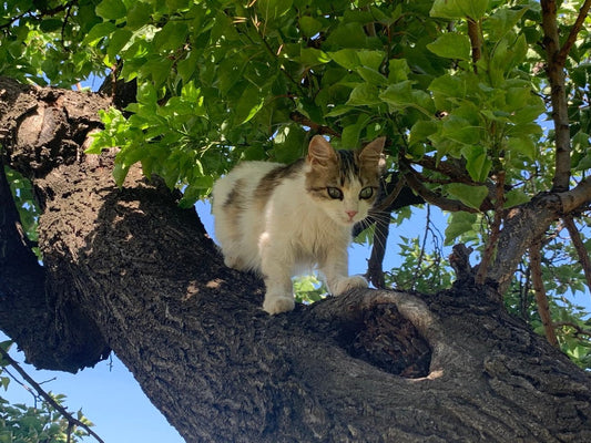 Colonia di gatti liberi che vive al Santuario – convivenza naturale tra persone e animali.