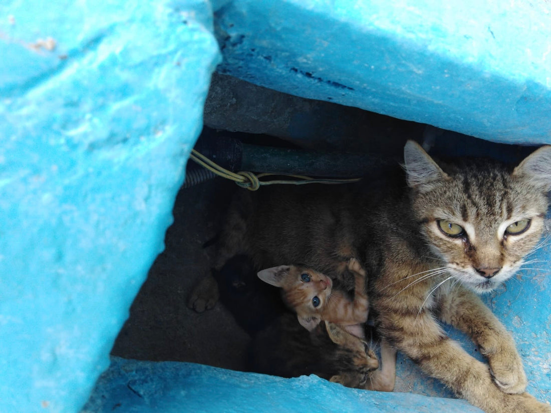 FAQ: Come destinare il 5x1000 a un santuario per animali?
