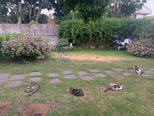 Gatti liberi nel giardino del Santuario Sotto la Panca in Sicilia