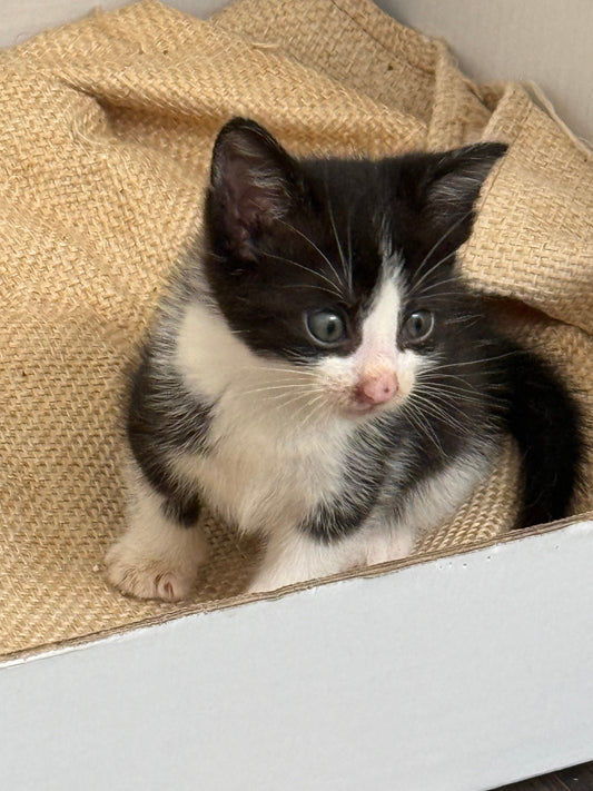 Lucy da cucciola dopo il salvataggio al Santuario Sotto la Panca