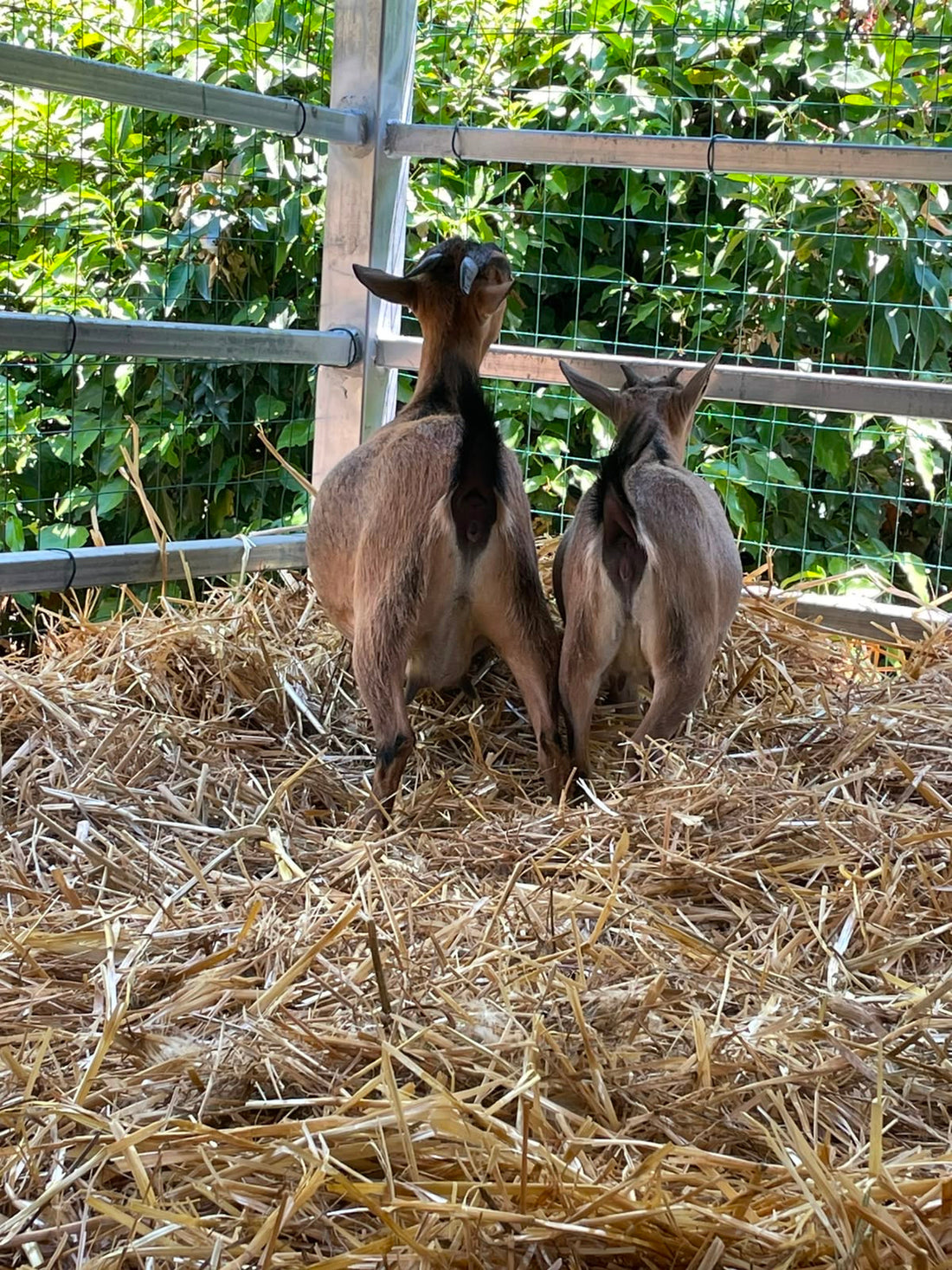 Tina e Bambi: l’arrivo delle caprette tibetane al Santuario Sotto la Panca