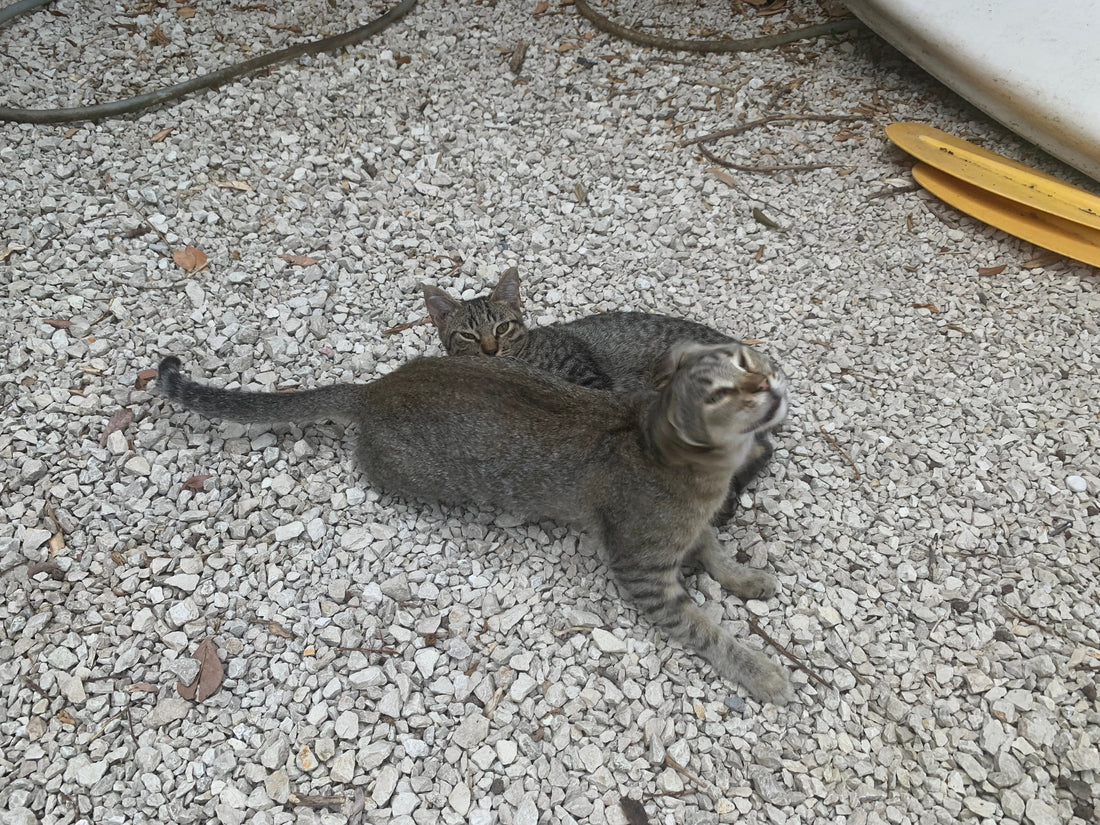 Il Sud non ha un problema di randagismo, ma di libertà animale