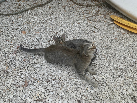 Il Sud non ha un problema di randagismo, ma di libertà animale
