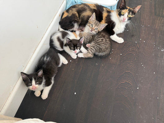 Victoria con i suoi cuccioli salvati e rimasti insieme