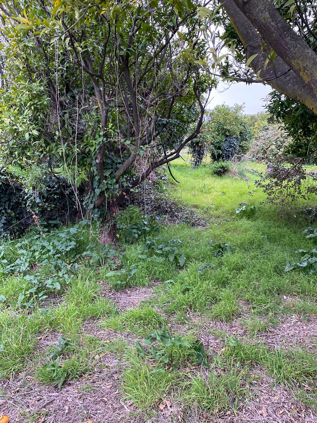 Alberi e vegetazione negli spazi del Santuario Sotto la Panca in Sicilia