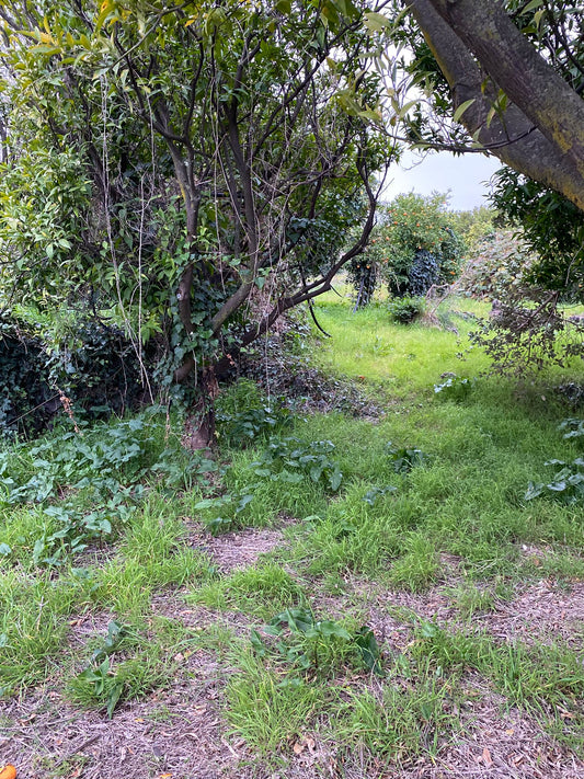 Alberi e vegetazione negli spazi del Santuario Sotto la Panca in Sicilia
