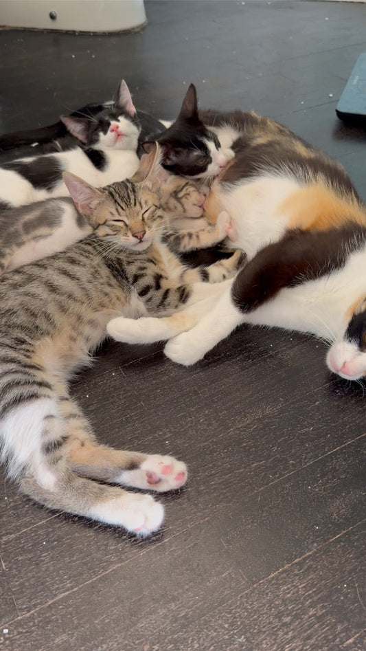 Cipolletta e la sua famiglia: la storia dei gatti salvati che resteranno insieme
