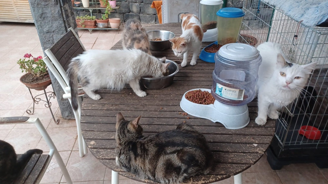 Dal gattile all’habitat felino: un nuovo modo di proteggere i gatti
