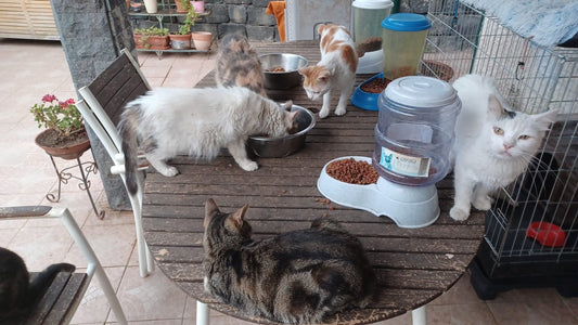 Dal gattile all’habitat felino: un nuovo modo di proteggere i gatti