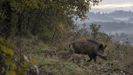 Una femmina di cinghiale con tre cuccioli attraversa il margine di un bosco italiano, mentre una lepre rimane nascosta tra l’erba.