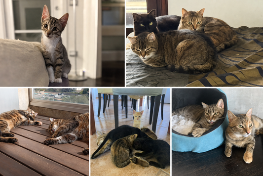 Colonie feline e gatti randagi: differenze e come aiutarli