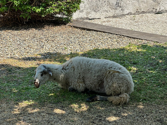 Luce, agnellina salvata che vive al Santuario Sotto la Panca