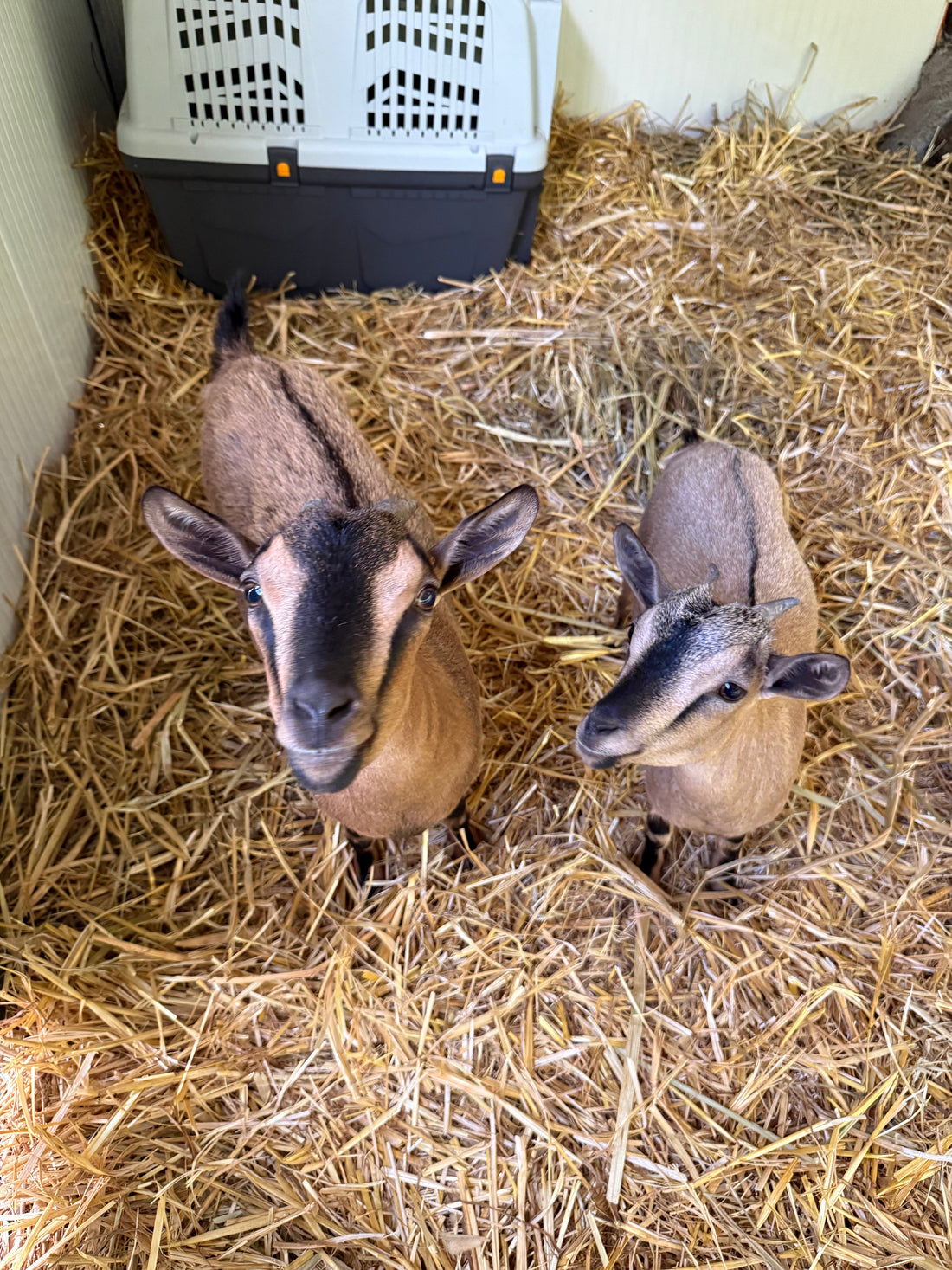 Animali salvati al Santuario Sotto la Panca: i benefici del veganismo per animali e ambiente