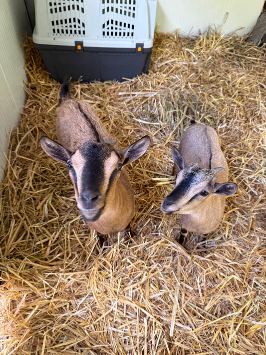 Animali salvati al Santuario Sotto la Panca: i benefici del veganismo per animali e ambiente