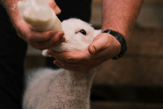 Businessman gently holding a rescued lamb at an animal sanctuary – representing ethical donations and corporate social responsibility in Italy