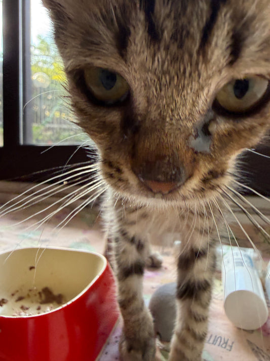 Bello, gattino salvato e accolto al Santuario Sotto la Panca