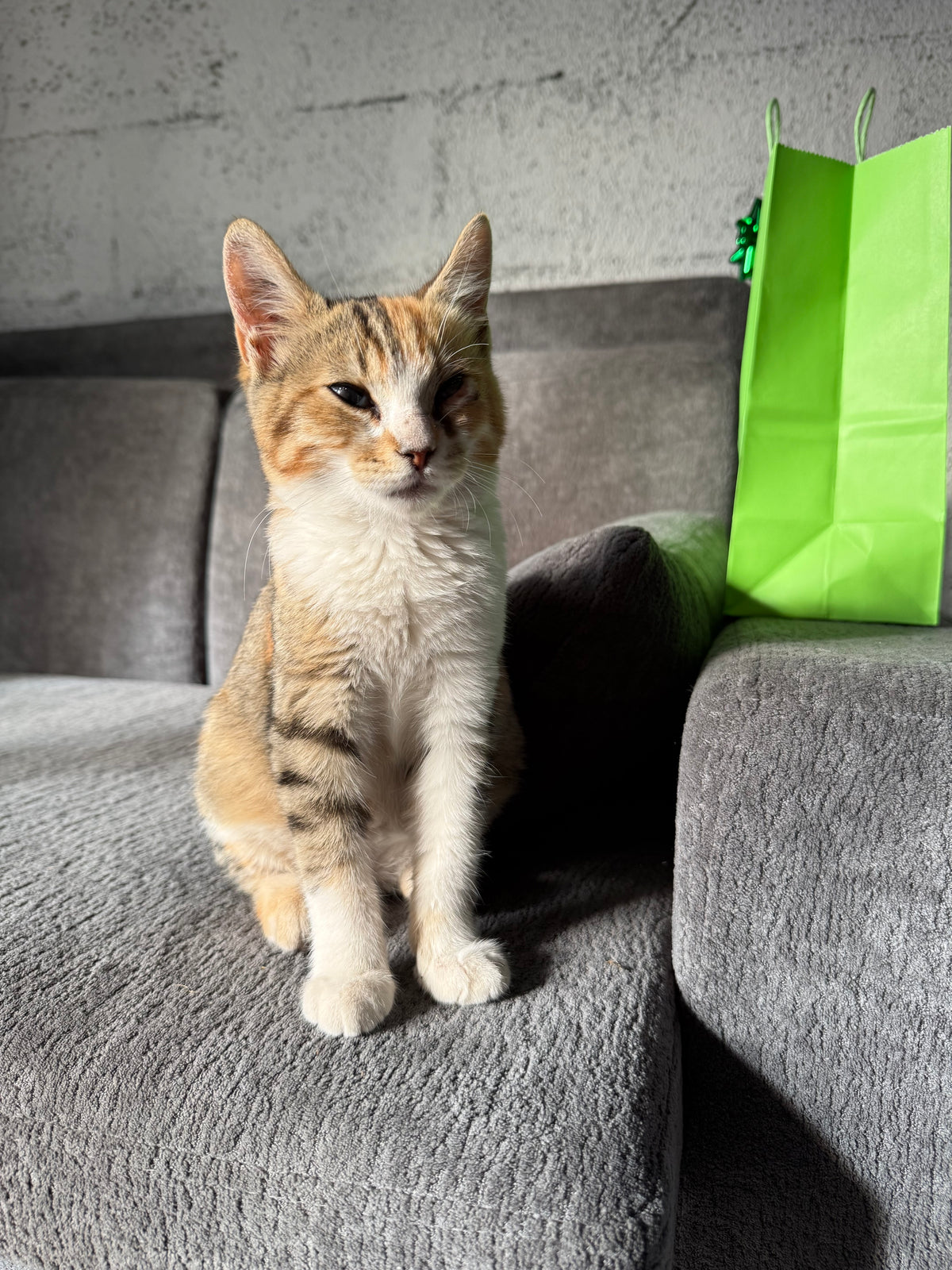 Adopt Bello Remotely – The kitten saved by two tourists
