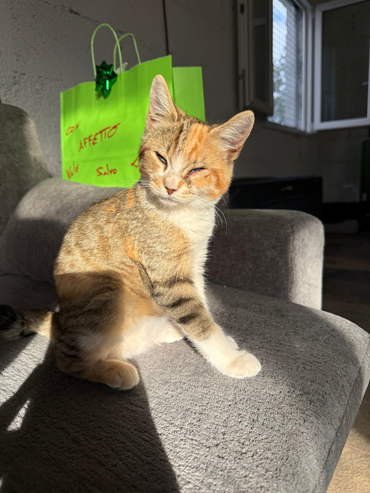 Adopt Bello Remotely – The kitten saved by two tourists