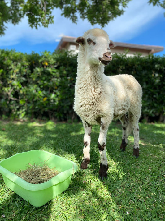 🐑 Adotta un agnello invece di mangiarlo!