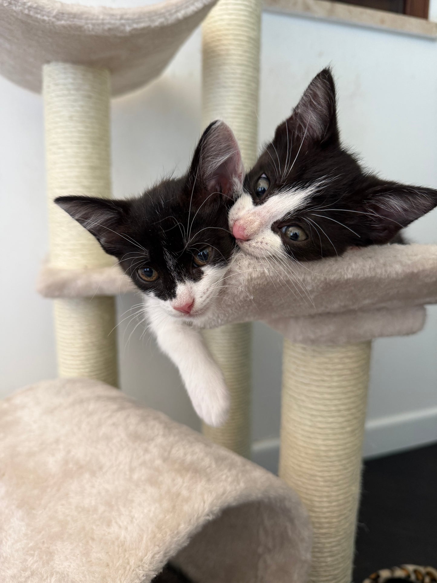 Adozione a Distanza di Lucy – Regala una Casa e un Futuro a una Gattina Salvata