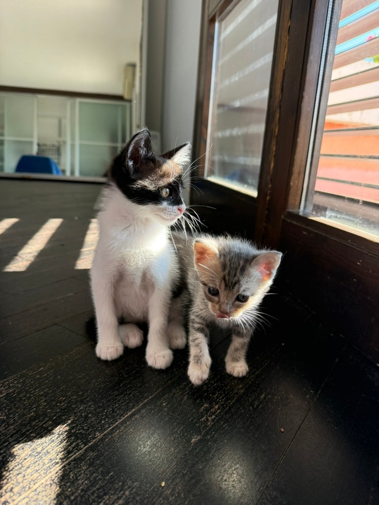 Adozione a Distanza di Desy – Regala una Casa e un Futuro a una Gattina Salvata