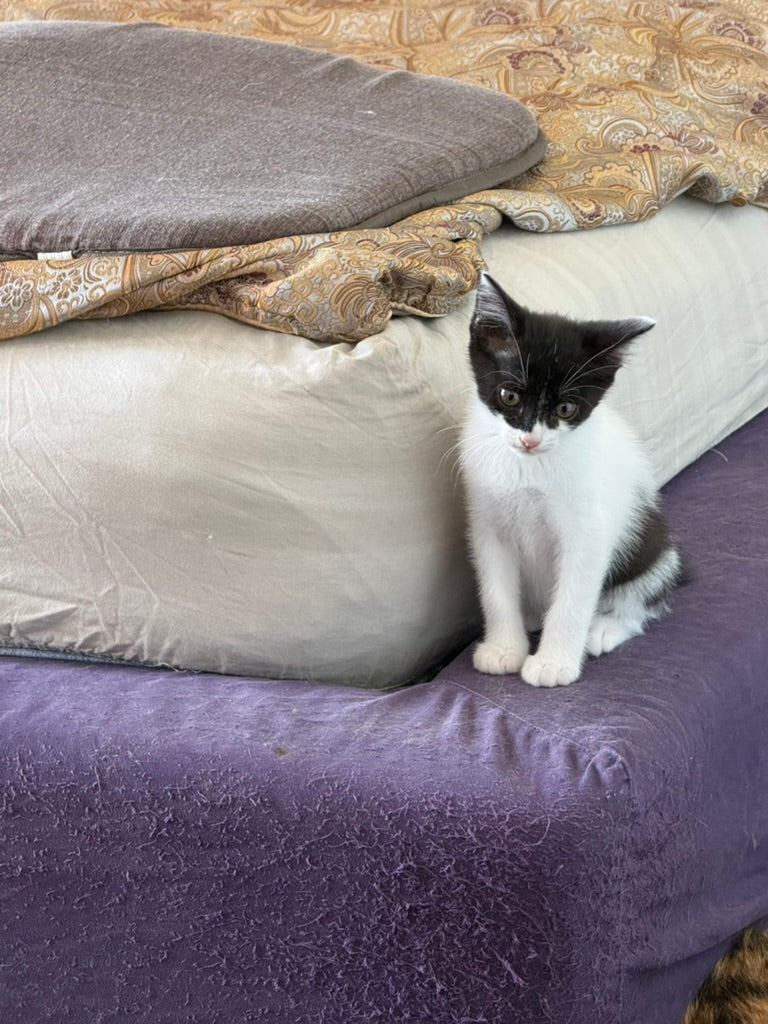 Adozione a Distanza di Desy – Regala una Casa e un Futuro a una Gattina Salvata