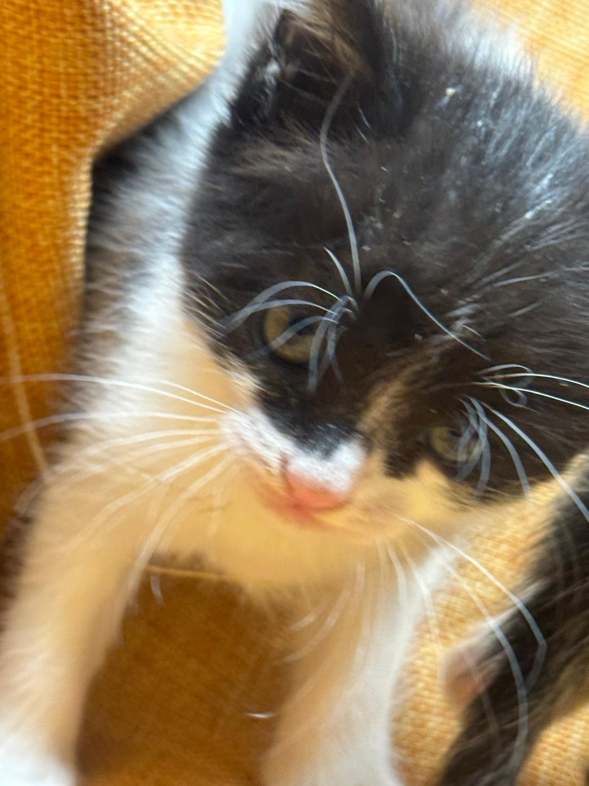 Adozione a Distanza di Desy – Regala una Casa e un Futuro a una Gattina Salvata
