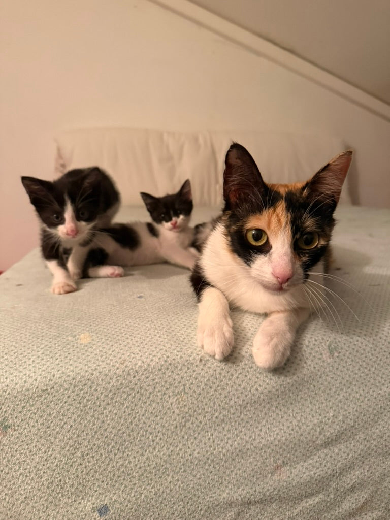 Adozione a Distanza di Desy – Regala una Casa e un Futuro a una Gattina Salvata