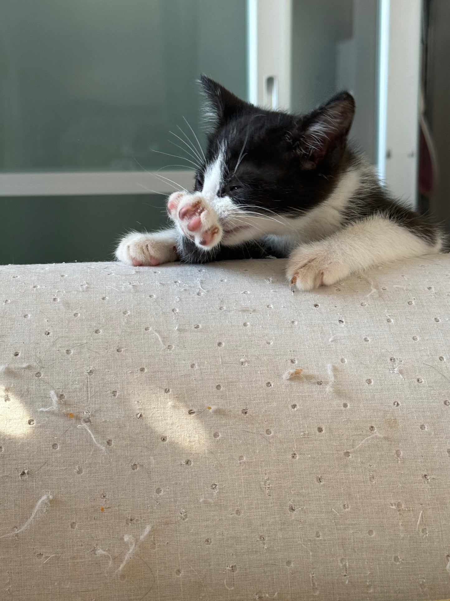 Adozione a Distanza di Lucy – Regala una Casa e un Futuro a una Gattina Salvata