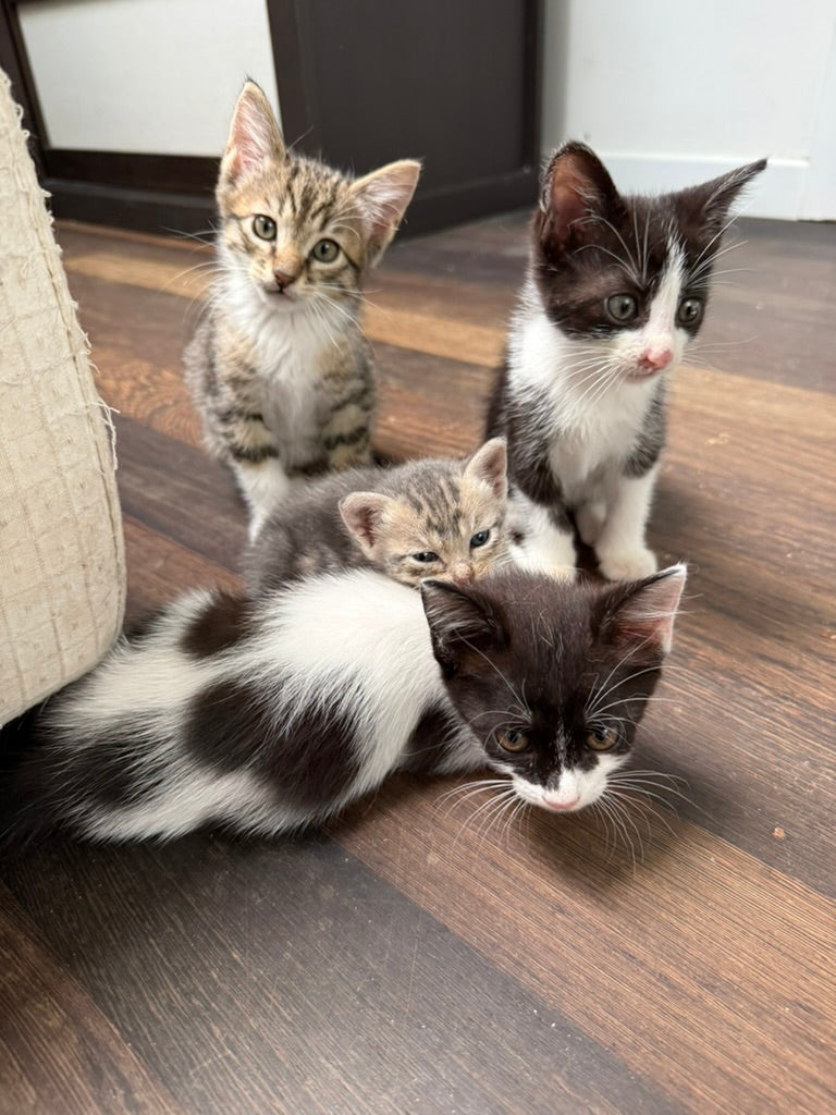 Adozione a Distanza di Desy – Regala una Casa e un Futuro a una Gattina Salvata