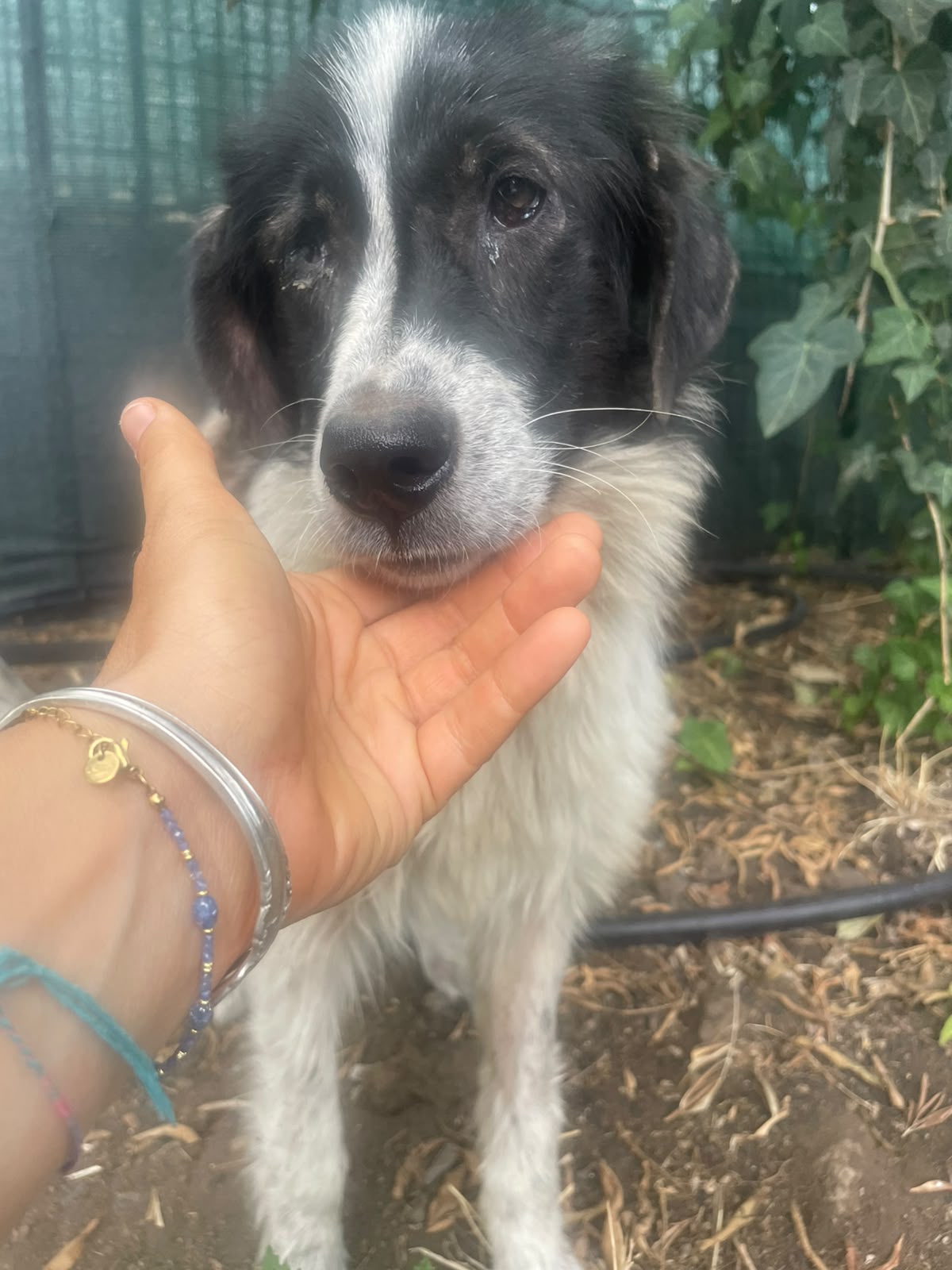 Lilly, cagnolina cieca salvata dalla strada, al Santuario Sotto la Panca