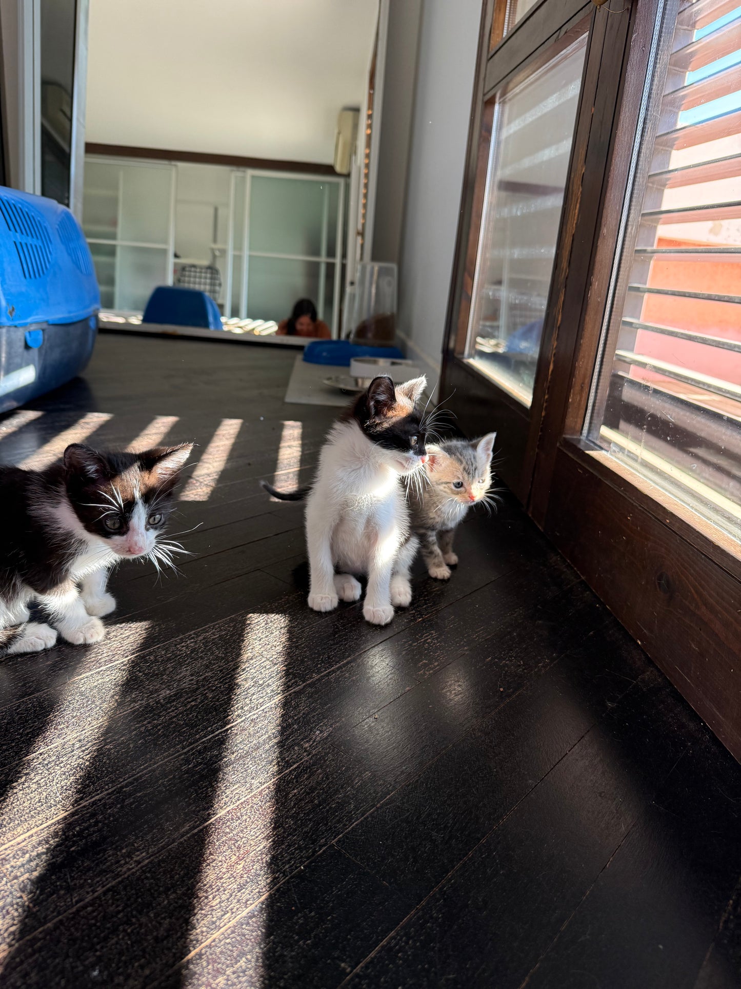 Adozione a Distanza di Lucy – Regala una Casa e un Futuro a una Gattina Salvata