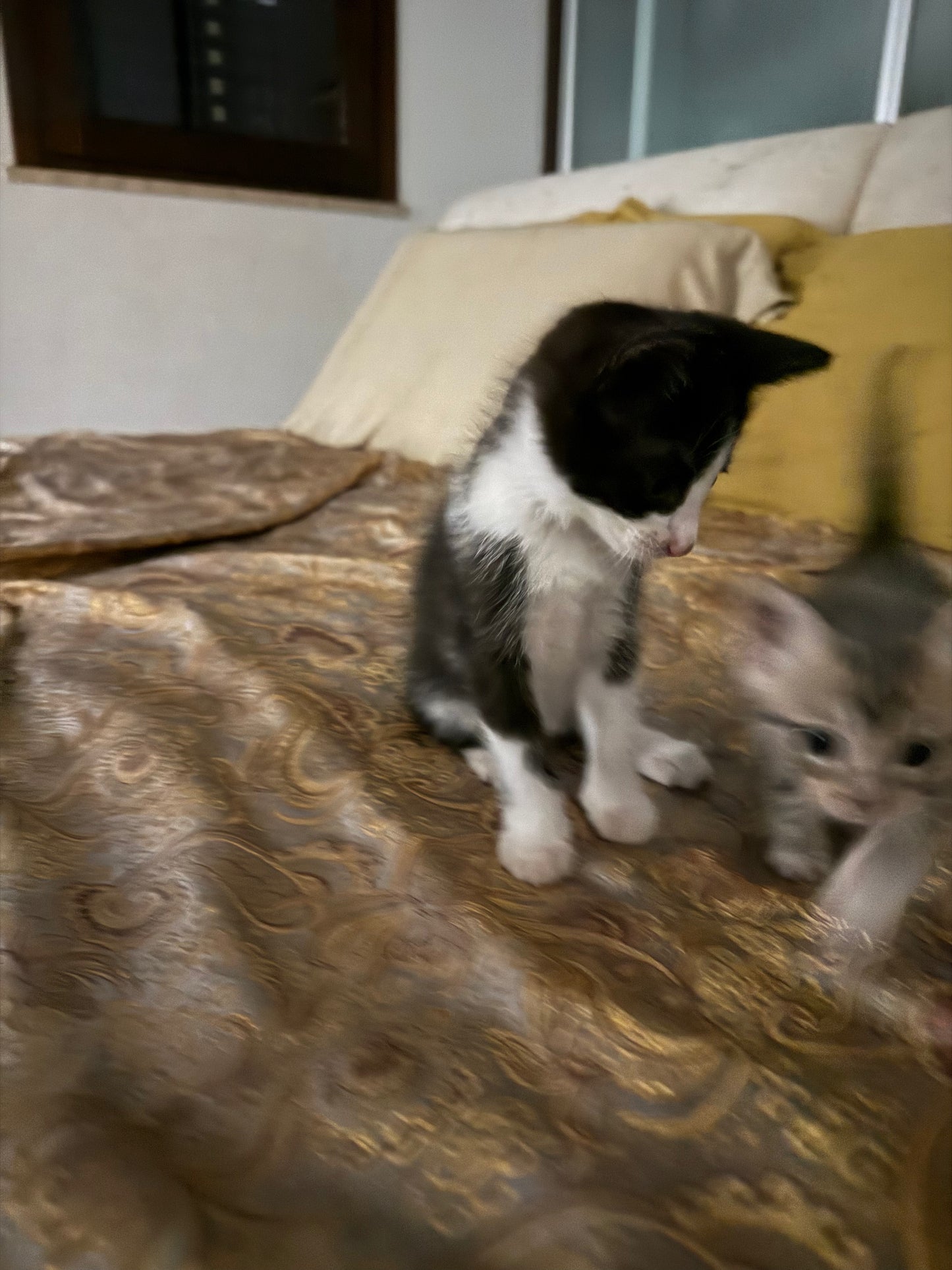 Adozione a Distanza di Lucy – Regala una Casa e un Futuro a una Gattina Salvata