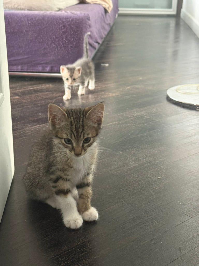 Adozione a Distanza di Pretty – Regala una Casa e un Futuro a un Gattino Salvata