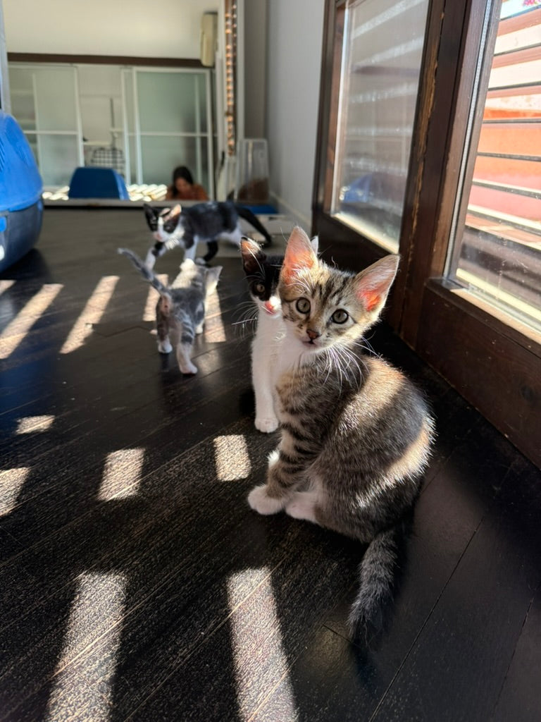 Adozione a Distanza di Pretty – Regala una Casa e un Futuro a un Gattino Salvata