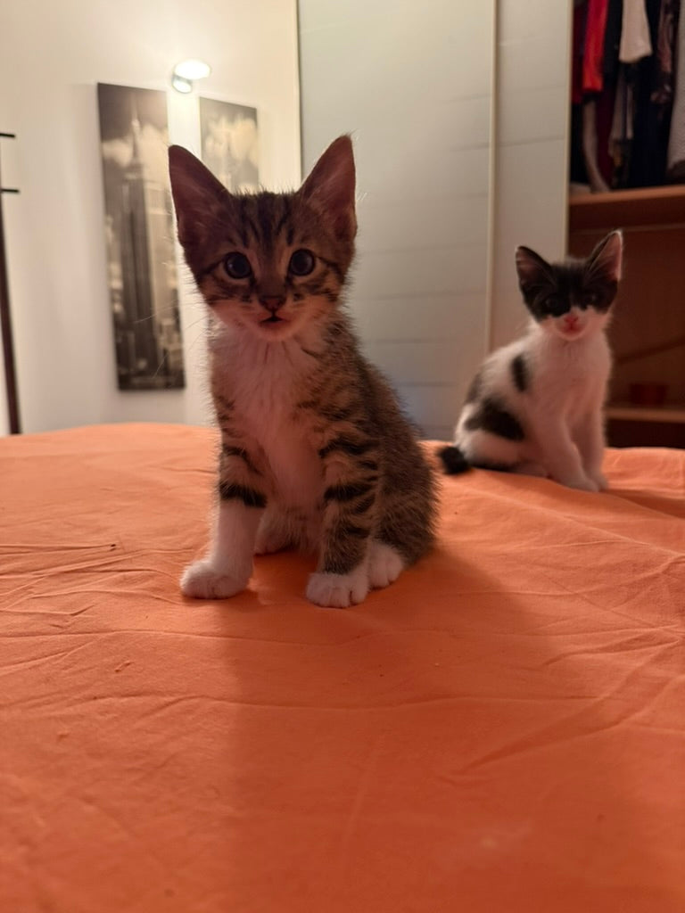 Adozione a Distanza di Pretty – Regala una Casa e un Futuro a un Gattino Salvata