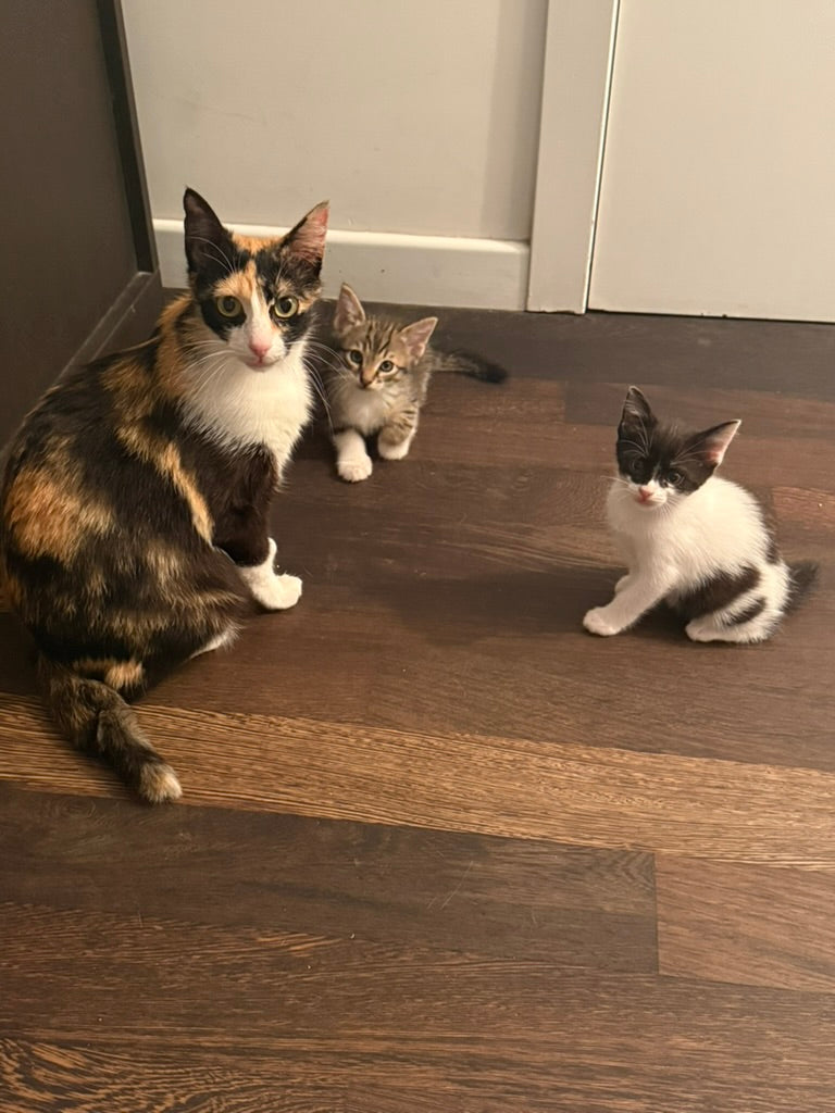 Adozione a Distanza di Pretty – Regala una Casa e un Futuro a un Gattino Salvata