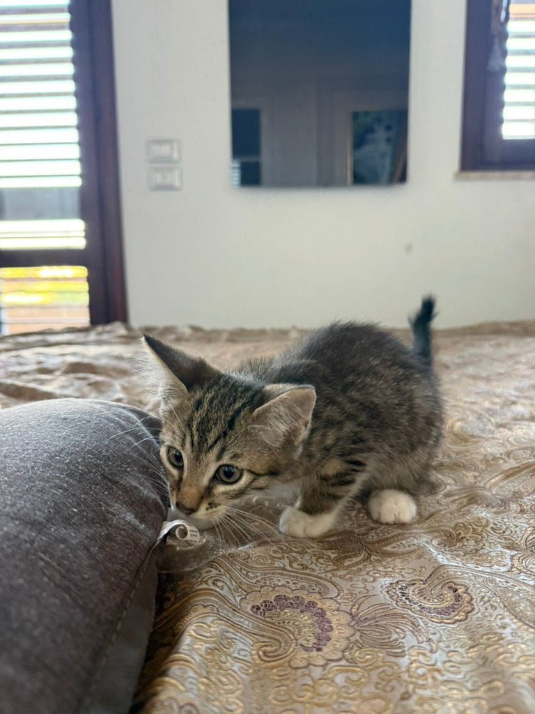 Adozione a Distanza di Pretty – Regala una Casa e un Futuro a un Gattino Salvata