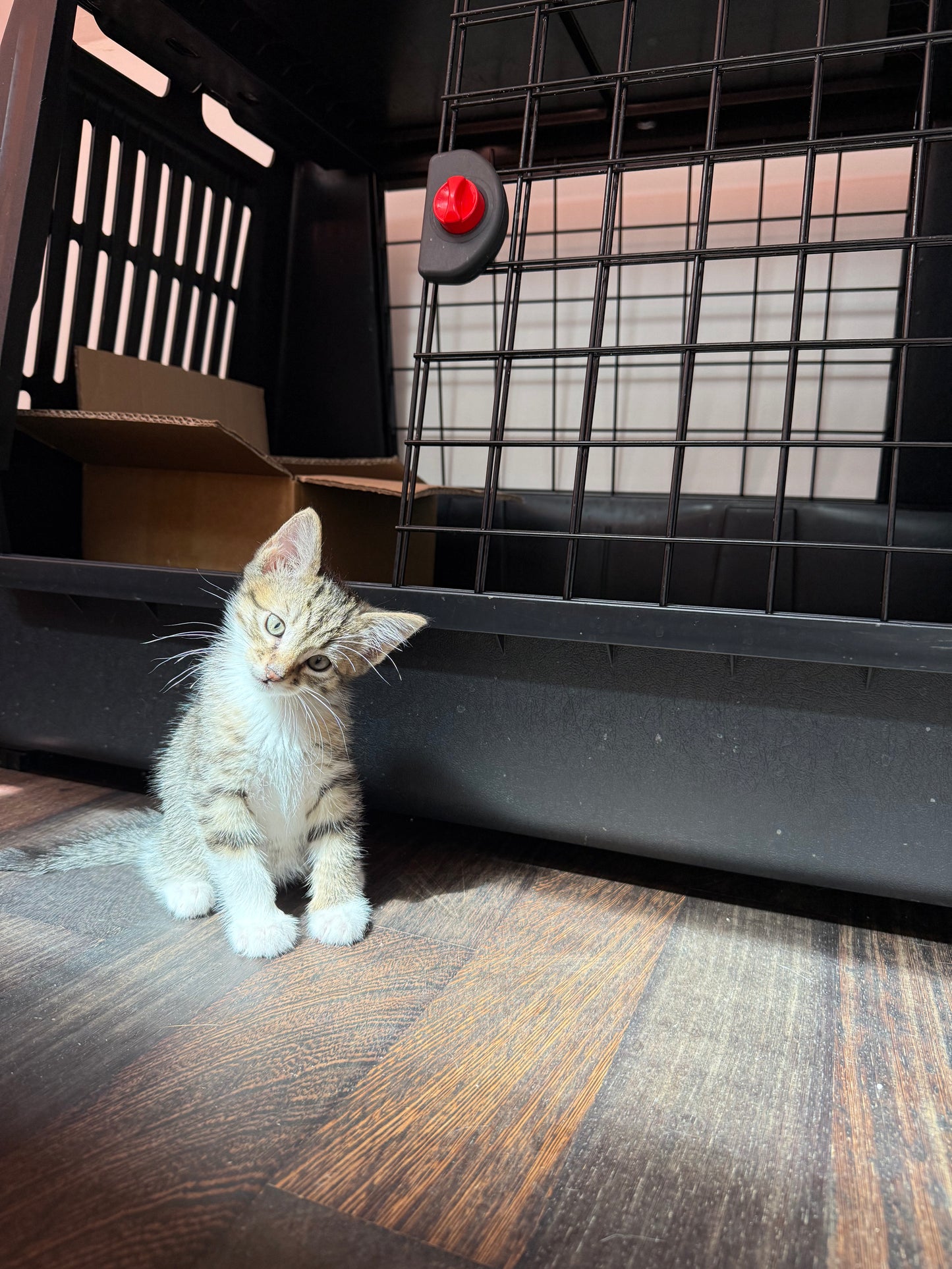 Adozione a Distanza di Pretty – Regala una Casa e un Futuro a un Gattino Salvata