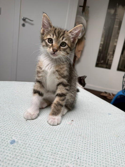 Adozione a Distanza di Pretty – Regala una Casa e un Futuro a un Gattino Salvata