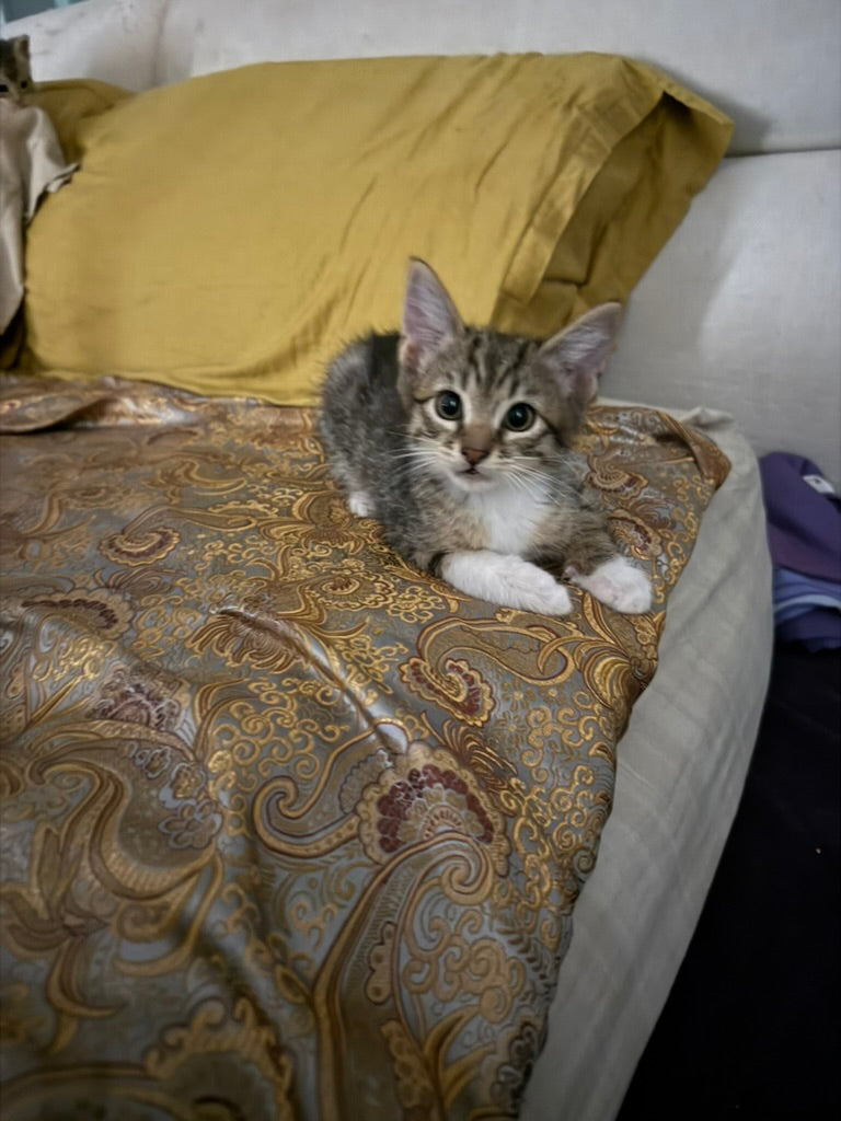 Adozione a Distanza di Pretty – Regala una Casa e un Futuro a un Gattino Salvata