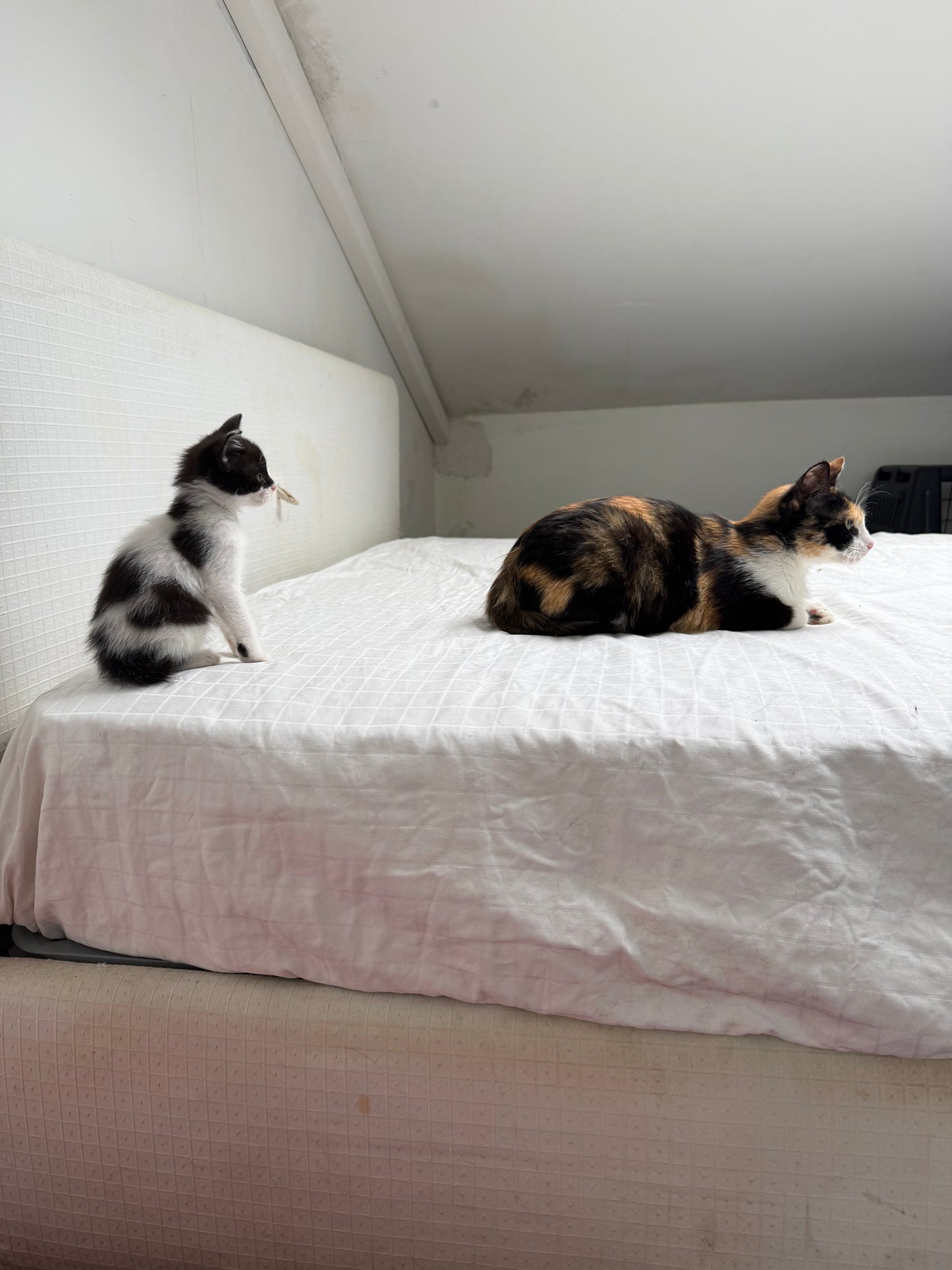 Adozione a Distanza di Desy – Regala una Casa e un Futuro a una Gattina Salvata
