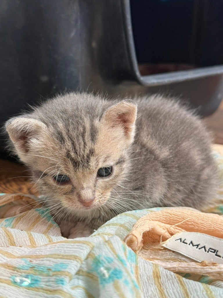 Mia, gattina abbandonata e salvata dal Santuario Sotto la Panca, disponibile per adozione simbolica a distanza