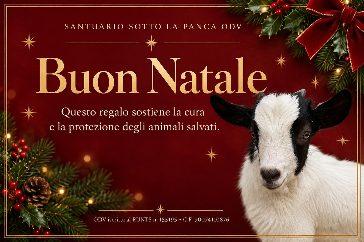 Biglietto di Natale solidale digitale con una capretta salvata del Santuario Sotto La Panca