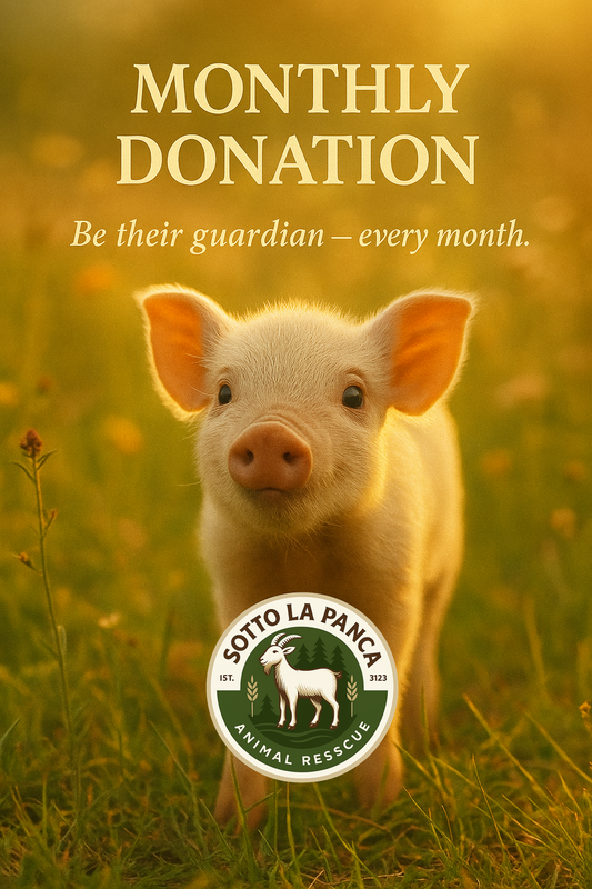Un maialino rosa in piedi su un prato al tramonto, con un’espressione dolce e curiosa. L’immagine promuove il programma di donazione mensile del Santuario Sotto la Panca.